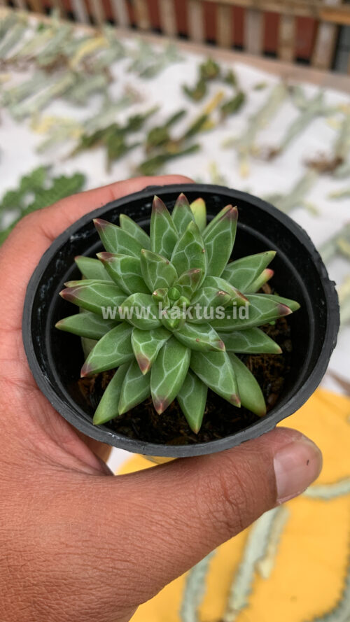 Pachyveria Glauca 'Little Jewel', real gallery image #9 plants. Picture taken directly from kaktus.id community Pachyveria farmer green houses.