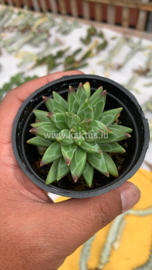 Pachyveria Glauca 'Little Jewel', real gallery image #7 plants. Picture taken directly from kaktus.id community Pachyveria farmer green houses.