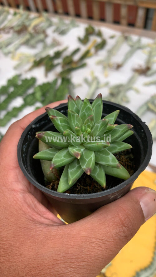 Pachyveria Glauca 'Little Jewel', real gallery image #6 plants. Picture taken directly from kaktus.id community Pachyveria farmer green houses.