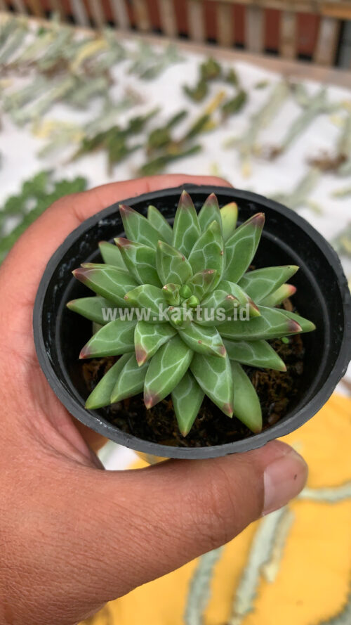 Pachyveria Glauca 'Little Jewel', real gallery image #4 plants. Picture taken directly from kaktus.id community Pachyveria farmer green houses.