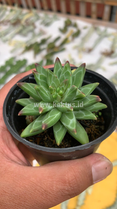 Pachyveria Glauca 'Little Jewel', real gallery image #1 plants. Picture taken directly from kaktus.id community Pachyveria farmer green houses.
