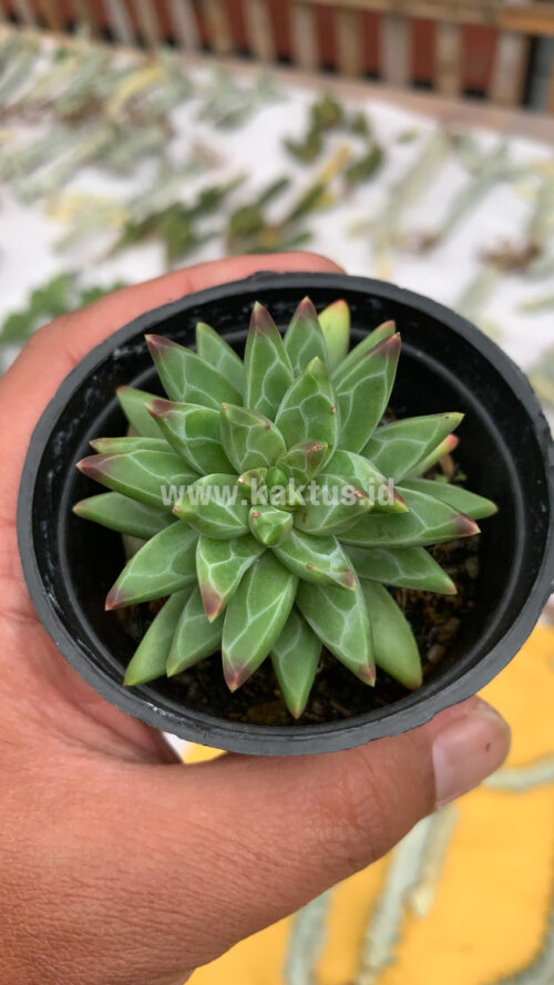Pachyveria Glauca 'Little Jewel', real gallery image #2 plants. Picture taken directly from kaktus.id community Pachyveria farmer green houses.