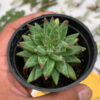Pachyveria Glauca 'Little Jewel', real feature image plant. Picture taken directly from kaktus.id community Pachyveria farmer green houses.