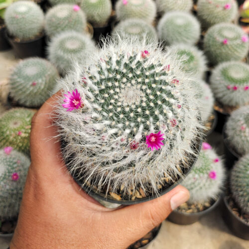 Mammillaria Woodsii, real gallery image #2 plants. Picture taken directly from kaktus.id community Mammillaria farmer green houses.
