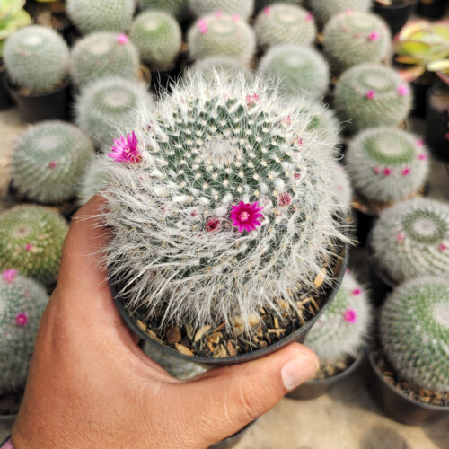 Mammillaria Woodsii, real gallery image #3 plants. Picture taken directly from kaktus.id community Mammillaria farmer green houses.