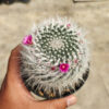 Mammillaria Woodsii, real gallery image #4 plants. Picture taken directly from kaktus.id community Mammillaria farmer green houses.