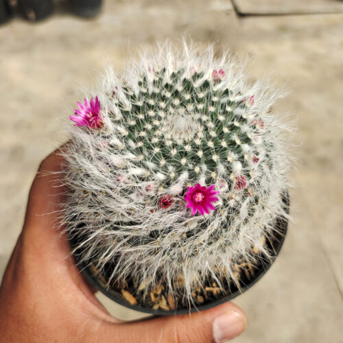 Mammillaria Woodsii, real gallery image #5 plants. Picture taken directly from kaktus.id community Mammillaria farmer green houses.