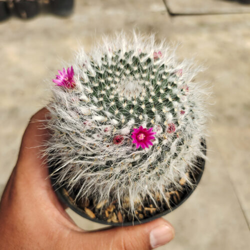 Mammillaria Woodsii, real gallery image #6 plants. Picture taken directly from kaktus.id community Mammillaria farmer green houses.