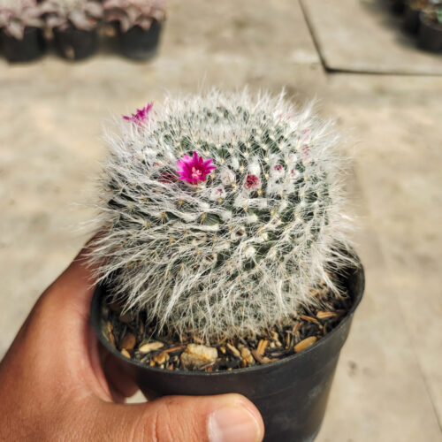 Mammillaria Woodsii, real gallery image #1 plants. Picture taken directly from kaktus.id community Mammillaria farmer green houses.