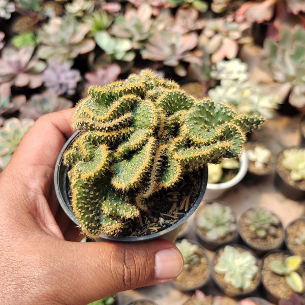 277. Austrocylindropuntia Subulata Cristata ( Appendix II – Special Permit Needed* ) / Kaktus Babat - Image 2