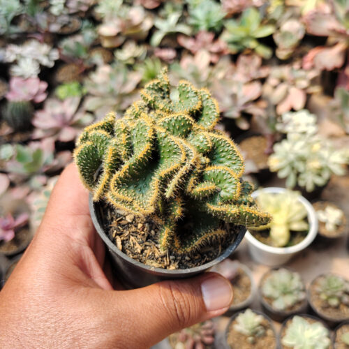 Austrocylindropuntia Subulata Cristata / Kaktus Babat, real gallery image #2 plants. Picture taken directly from kaktus.id community Austrocylindropuntia farmer green houses.