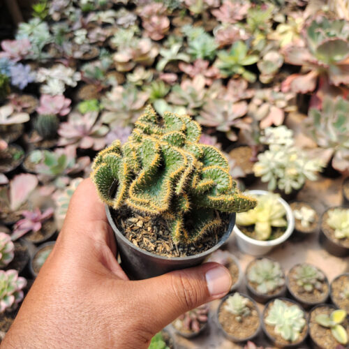 Austrocylindropuntia Subulata Cristata / Kaktus Babat, real gallery image #3 plants. Picture taken directly from kaktus.id community Austrocylindropuntia farmer green houses.