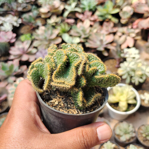 Austrocylindropuntia Subulata Cristata / Kaktus Babat, real gallery image #4 plants. Picture taken directly from kaktus.id community Austrocylindropuntia farmer green houses.