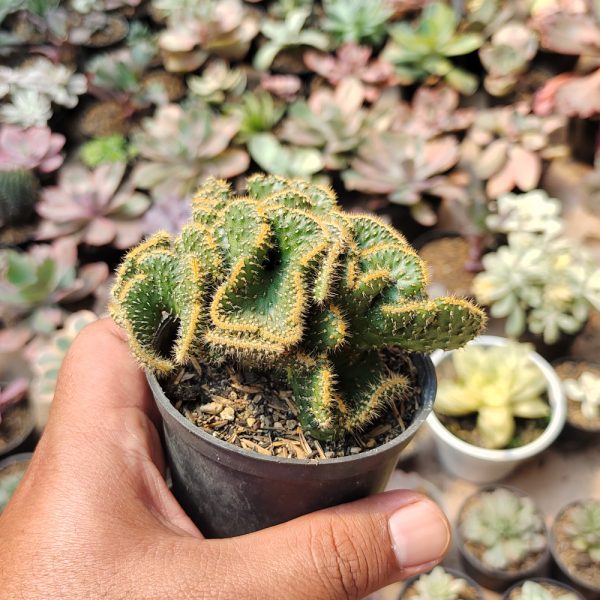 277. Austrocylindropuntia Subulata Cristata ( Appendix II – Special Permit Needed* ) / Kaktus Babat - Image 5