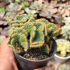 Austrocylindropuntia Subulata Cristata / Kaktus Babat, real gallery image #5 plants. Picture taken directly from kaktus.id community Austrocylindropuntia farmer green houses.