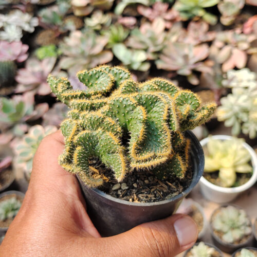 Austrocylindropuntia Subulata Cristata / Kaktus Babat, real gallery image #6 plants. Picture taken directly from kaktus.id community Austrocylindropuntia farmer green houses.