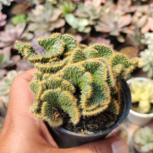 Austrocylindropuntia Subulata Cristata / Kaktus Babat, real gallery image #7 plants. Picture taken directly from kaktus.id community Austrocylindropuntia farmer green houses.