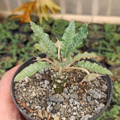 Dorstenia Nitida, real gallery image #3 plants. Picture taken directly from kaktus.id community Dorstenia farmer green houses.