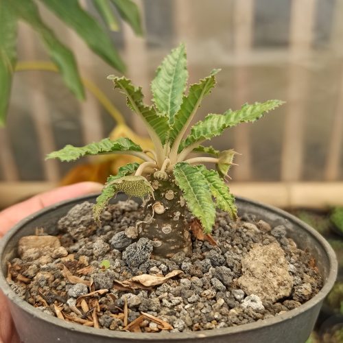 Dorstenia Nitida, real gallery image #1 plants. Picture taken directly from kaktus.id community Dorstenia farmer green houses.