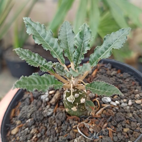 Dorstenia Nitida, real gallery image #13 plants. Picture taken directly from kaktus.id community Dorstenia farmer green houses.