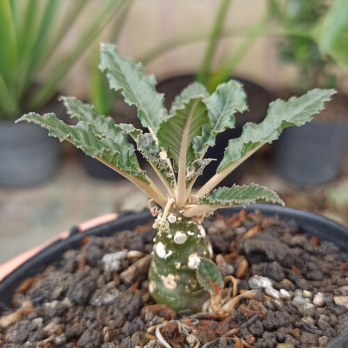 Dorstenia Nitida, real gallery image #10 plants. Picture taken directly from kaktus.id community Dorstenia farmer green houses.