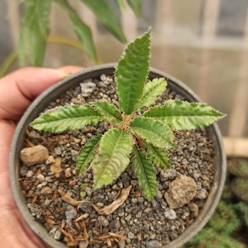 Dorstenia Nitida, real gallery image #9 plants. Picture taken directly from kaktus.id community Dorstenia farmer green houses.