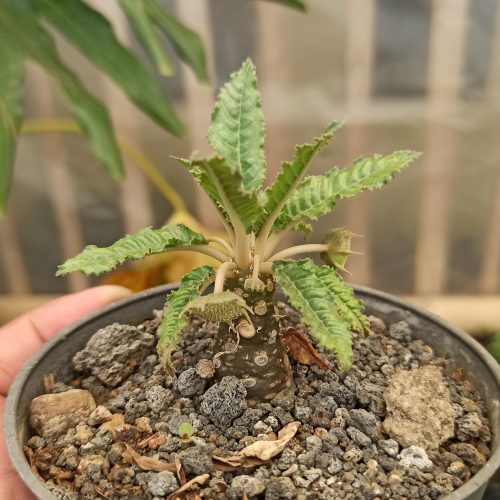 Dorstenia Nitida, real gallery image #7 plants. Picture taken directly from kaktus.id community Dorstenia farmer green houses.