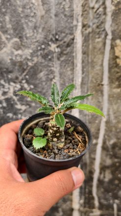 Dorstenia Nitida, real gallery image #14 plants. Picture taken directly from kaktus.id community Dorstenia farmer green houses.