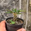 Dorstenia Nitida, real feature image plant. Picture taken directly from kaktus.id community Dorstenia farmer green houses.