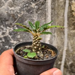 Dorstenia Nitida, real feature image plant. Picture taken directly from kaktus.id community Dorstenia farmer green houses.