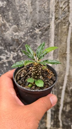 Dorstenia Nitida, real gallery image #16 plants. Picture taken directly from kaktus.id community Dorstenia farmer green houses.