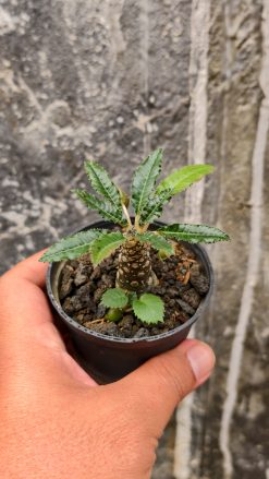 Dorstenia Nitida, real gallery image #12 plants. Picture taken directly from kaktus.id community Dorstenia farmer green houses.