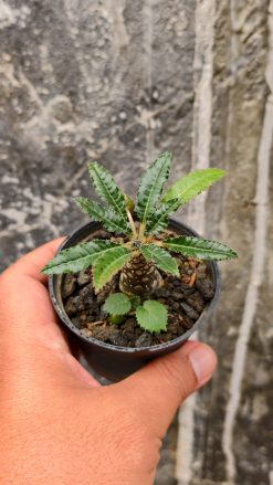 Dorstenia Nitida, real gallery image #8 plants. Picture taken directly from kaktus.id community Dorstenia farmer green houses.