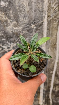 Dorstenia Nitida, real gallery image #6 plants. Picture taken directly from kaktus.id community Dorstenia farmer green houses.