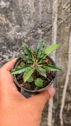 Dorstenia Nitida, real gallery image #4 plants. Picture taken directly from kaktus.id community Dorstenia farmer green houses.