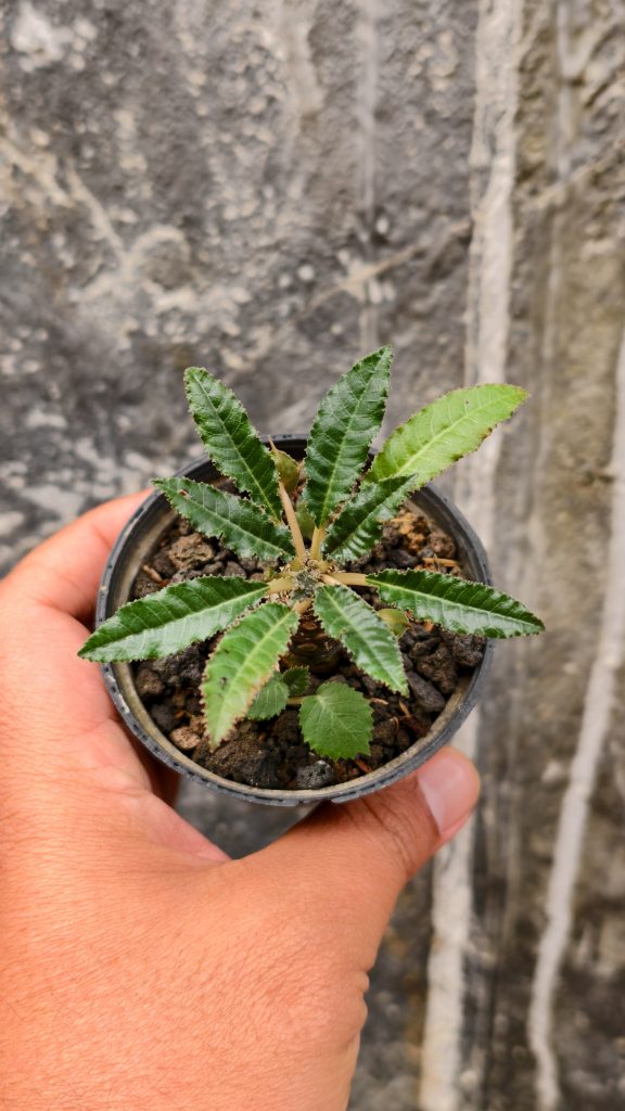 kaktus.id