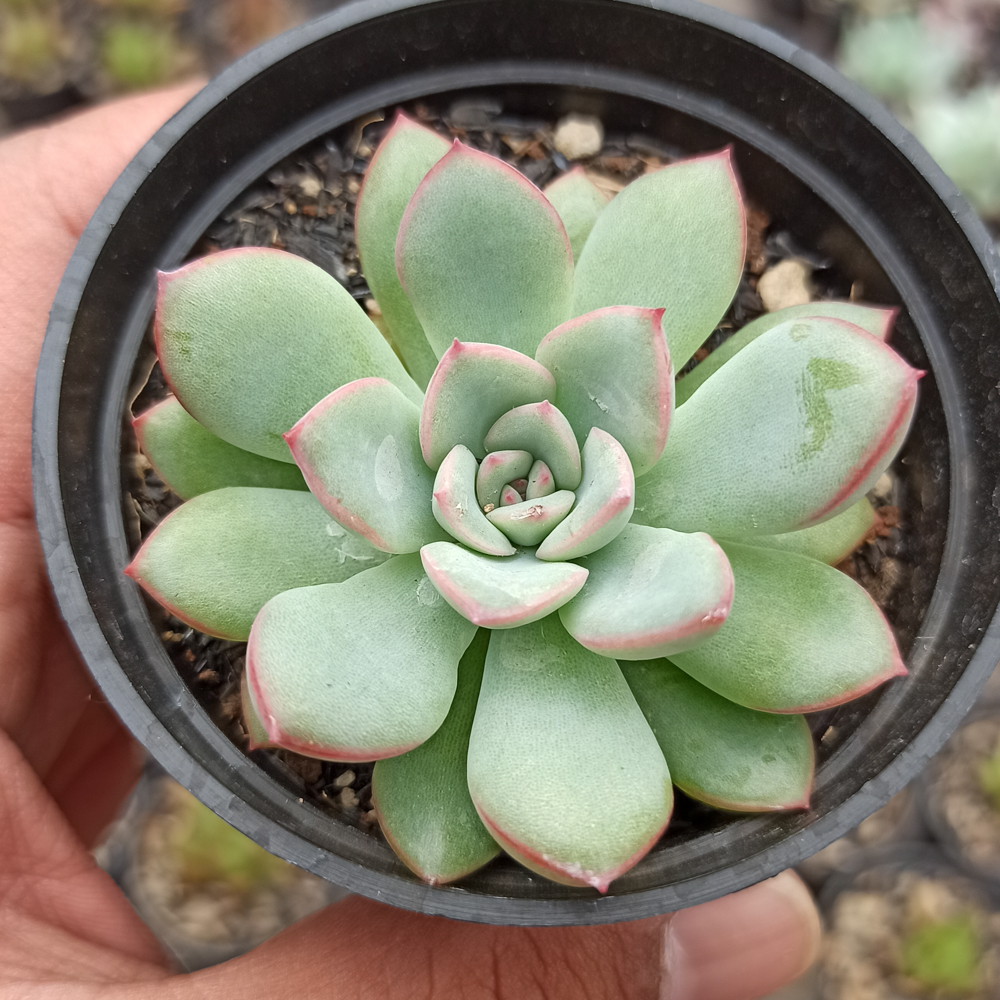 kaktus.id