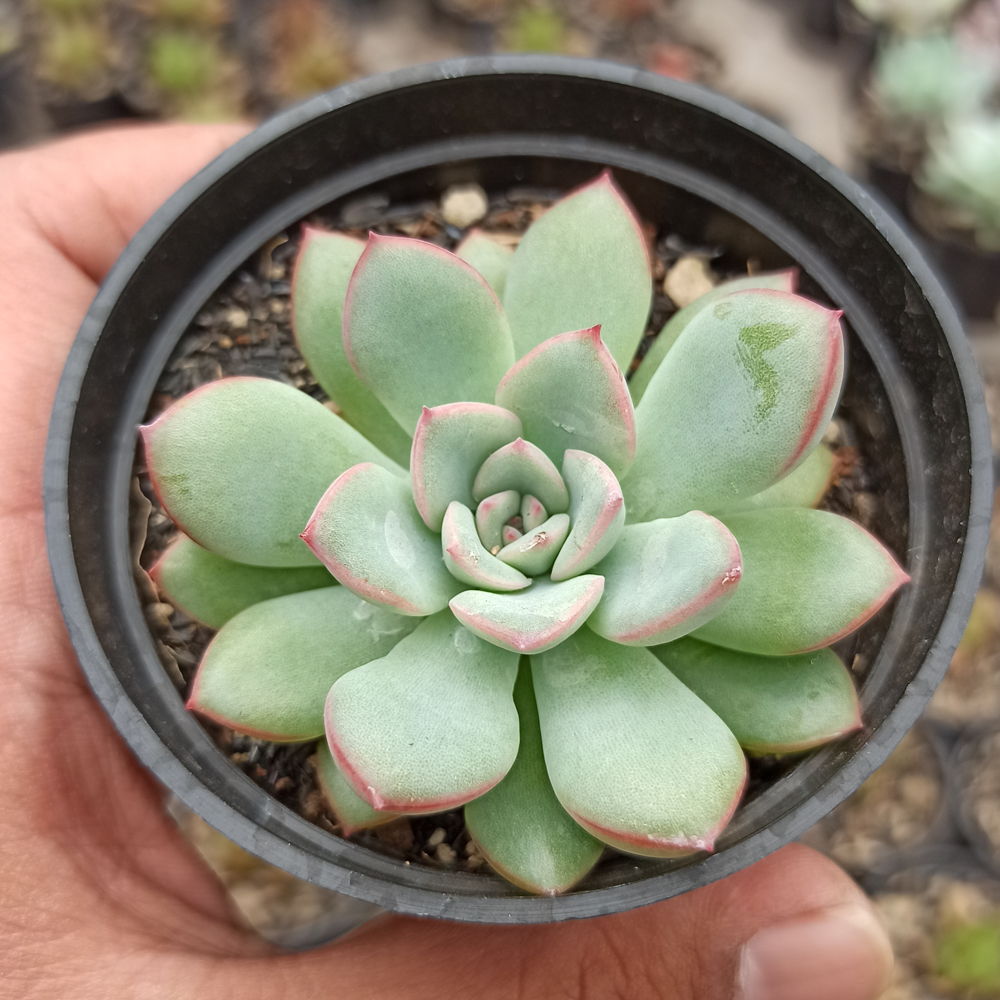 kaktus.id