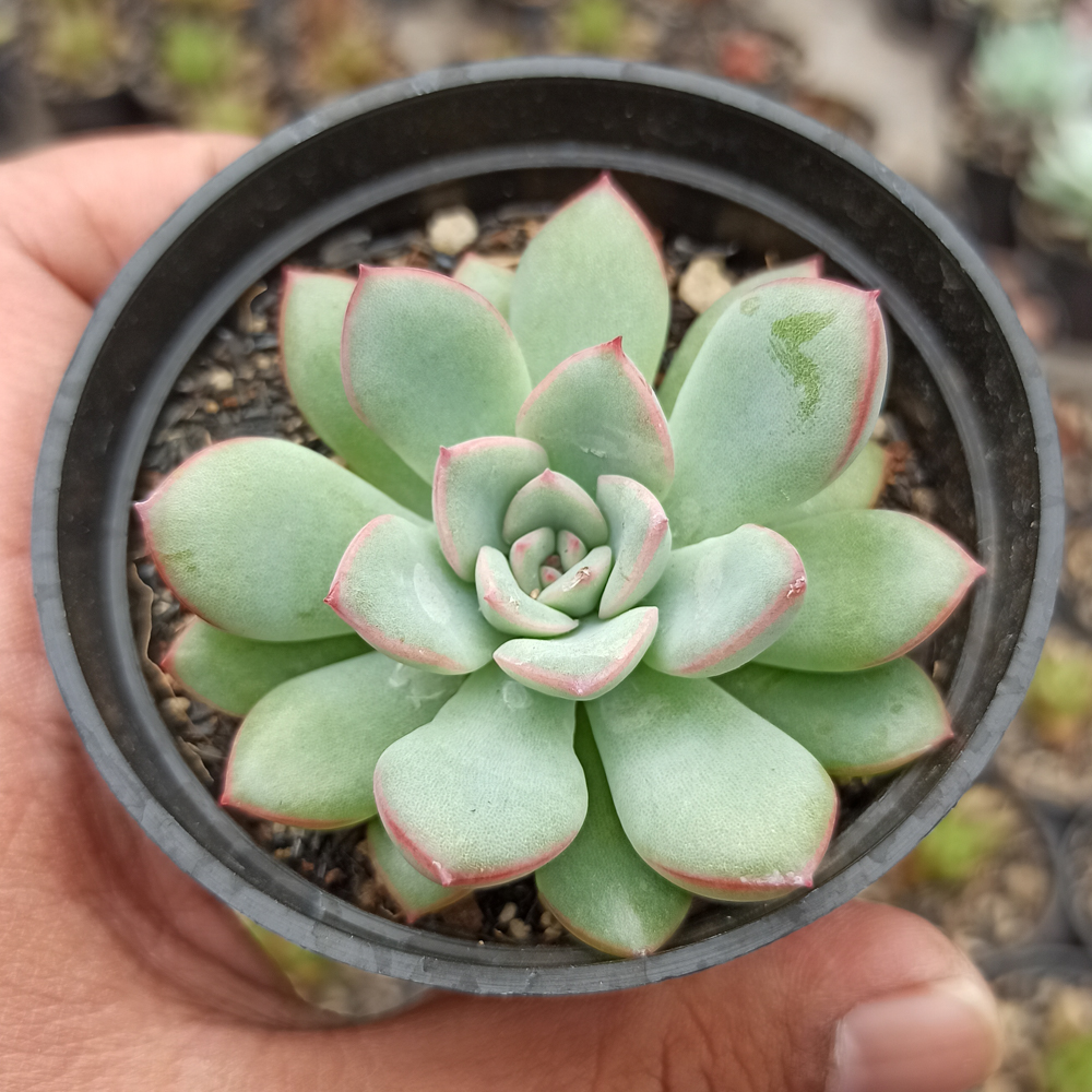 kaktus.id