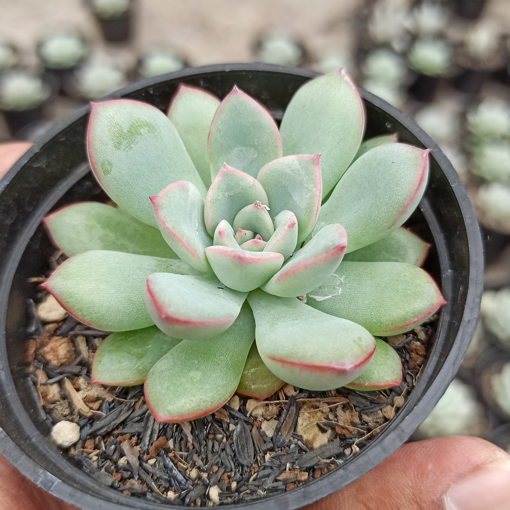 kaktus.id