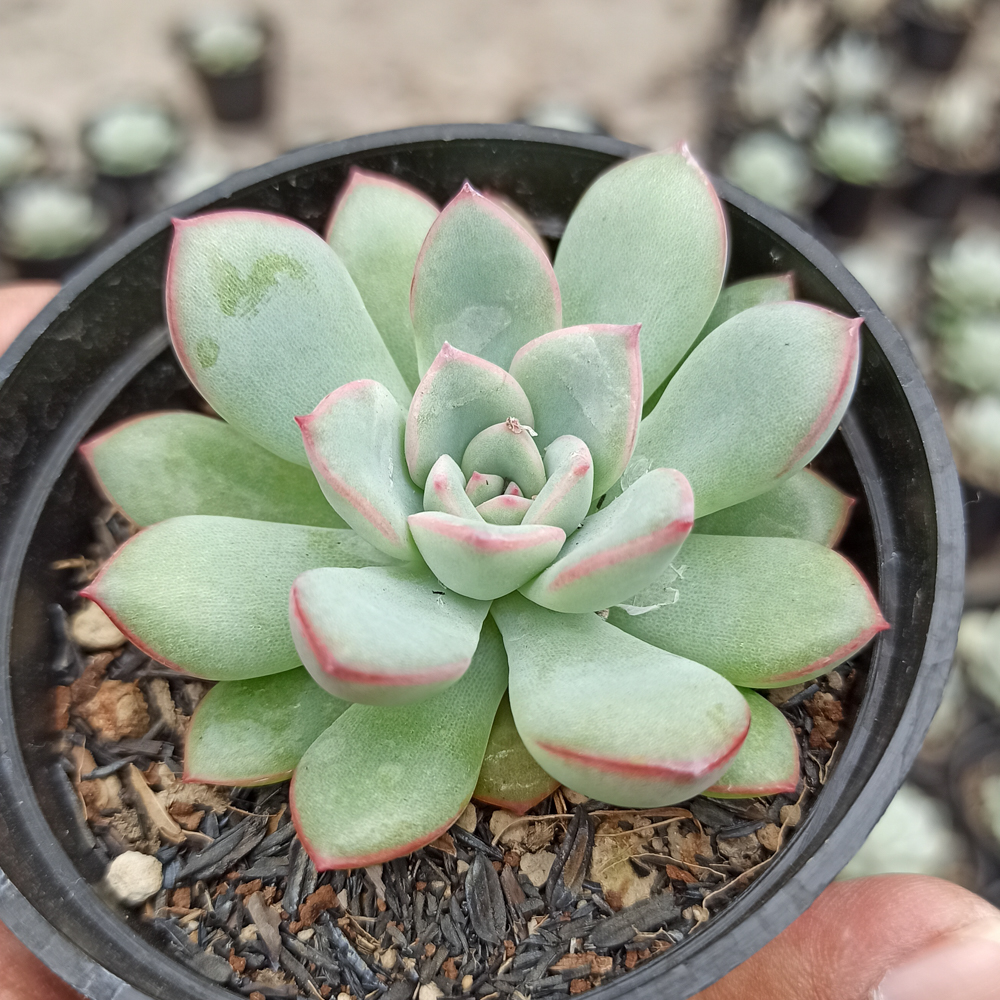 kaktus.id