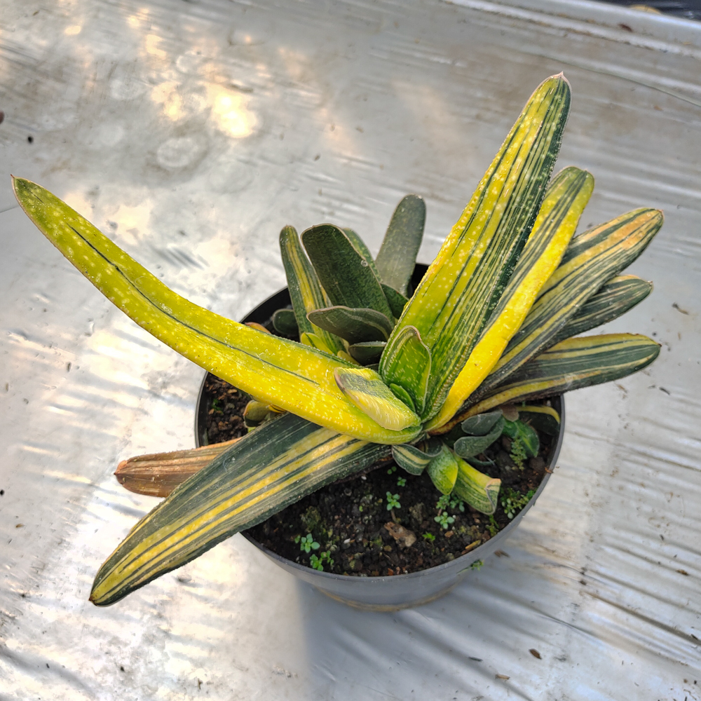 kaktus.id