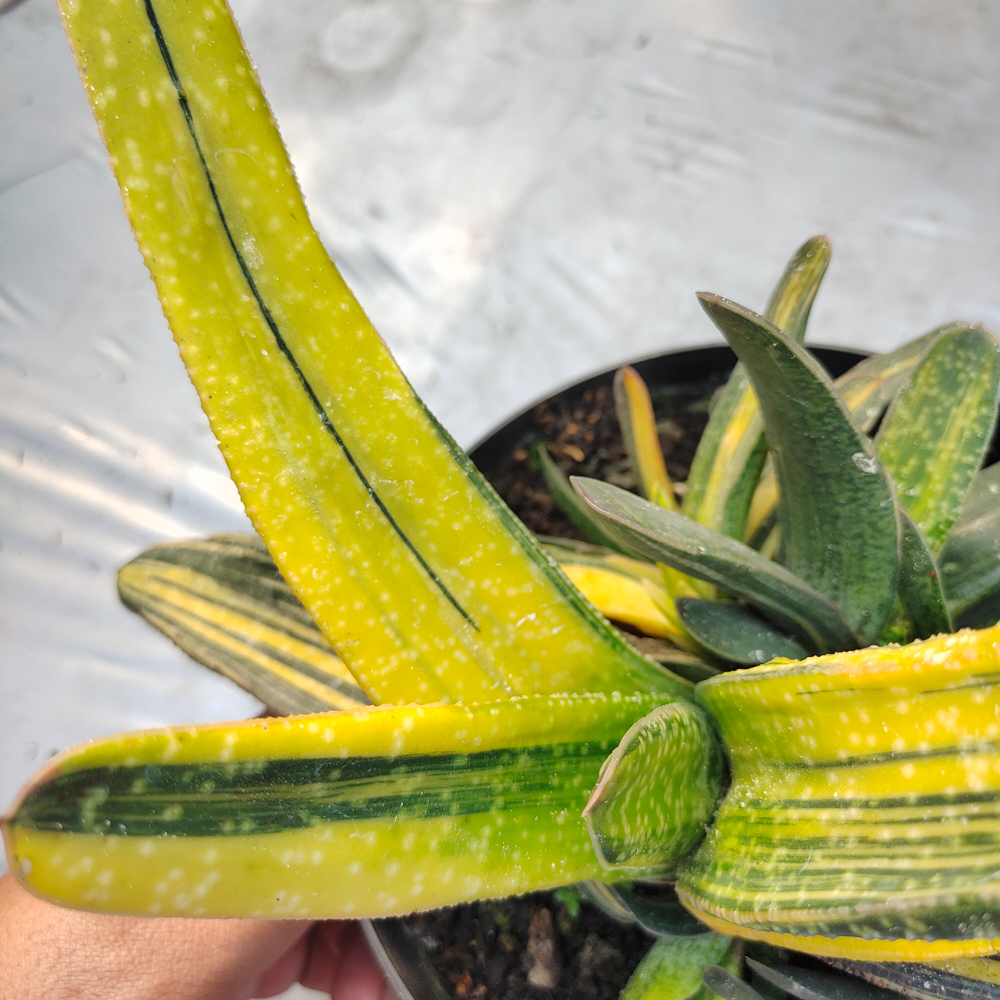 kaktus.id