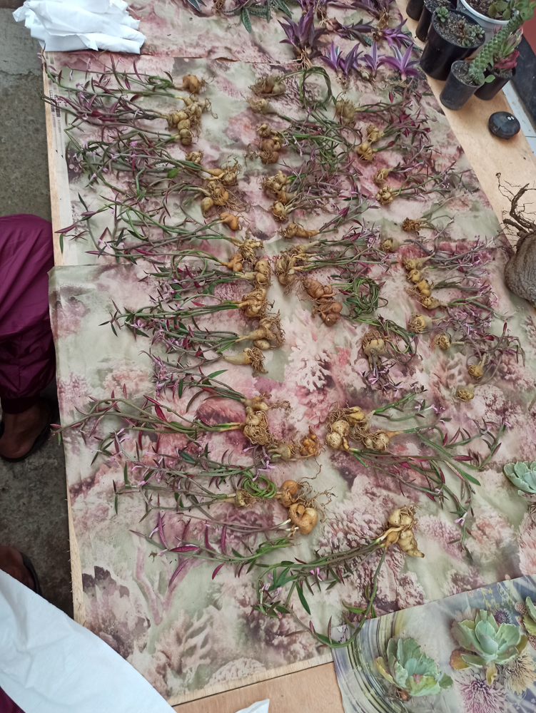 kaktus.id