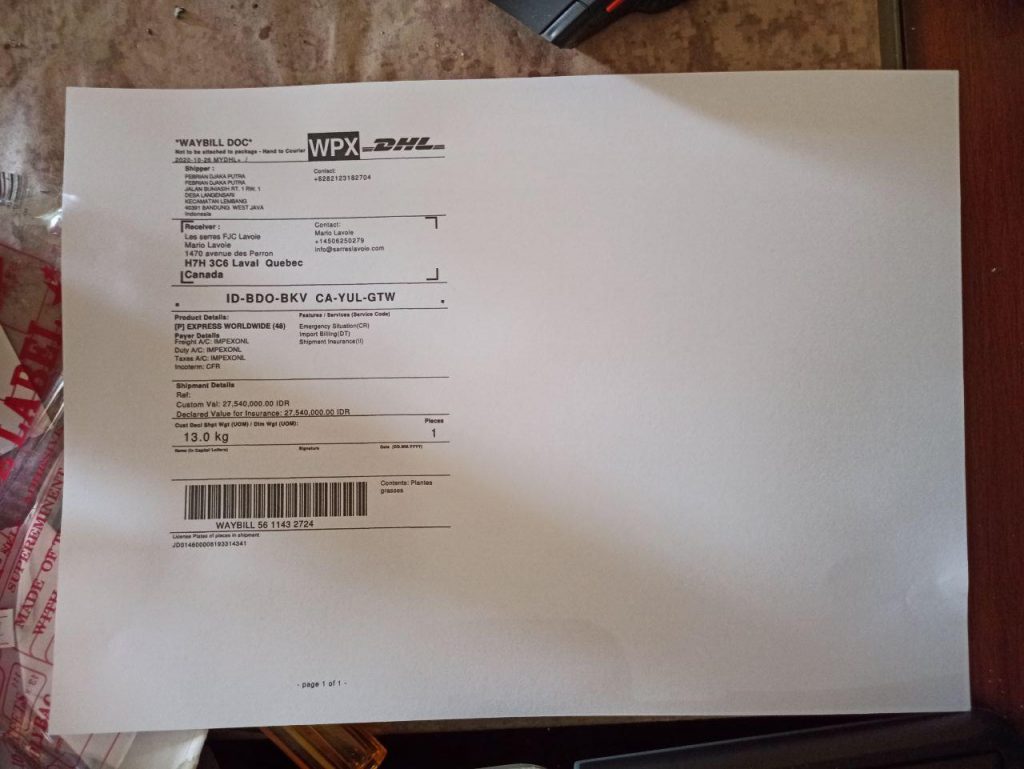 kaktus.id