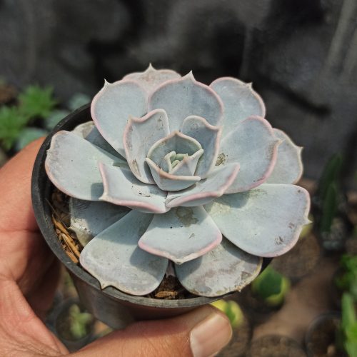 Echeveria Lilacina 'ghost Echeveria', real gallery image #2 plants. Picture taken directly from kaktus.id community Echeveria farmer green houses.