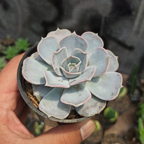 Echeveria Lilacina 'ghost Echeveria', real gallery image #4 plants. Picture taken directly from kaktus.id community Echeveria farmer green houses.