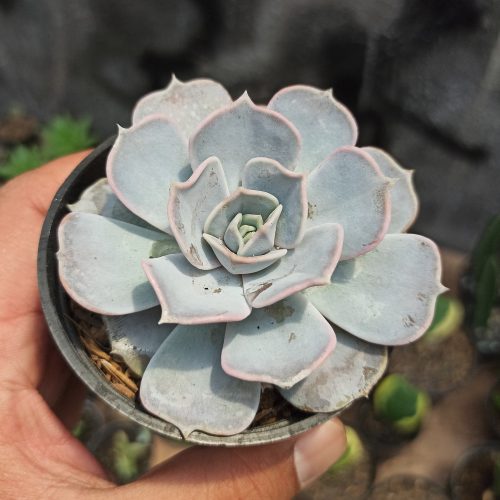 Echeveria Lilacina 'ghost Echeveria', real gallery image #3 plants. Picture taken directly from kaktus.id community Echeveria farmer green houses.