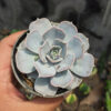 Echeveria Lilacina 'ghost Echeveria', real gallery image #5 plants. Picture taken directly from kaktus.id community Echeveria farmer green houses.