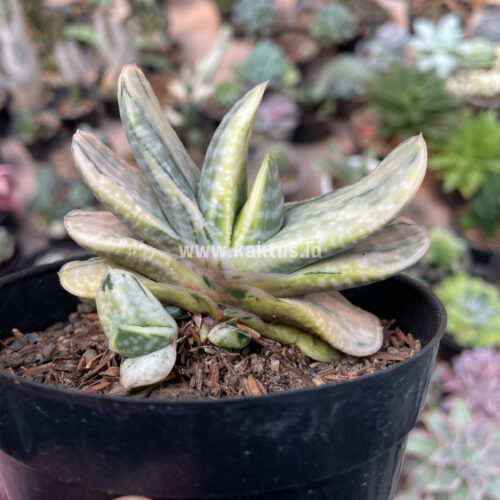 Gasteria Brachyphylla Variegated, real gallery image #17 plants. Picture taken directly from kaktus.id community Gasteria farmer green houses.